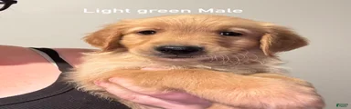 Light green collar Golden Retriever