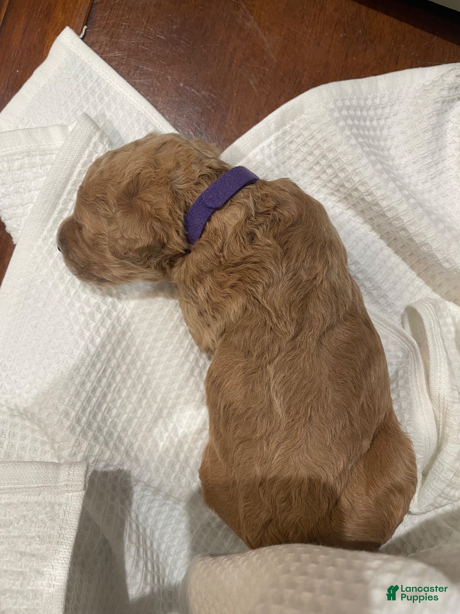 Goldendoodle dogs for sale: Goldendoodle 7 - Ad 4