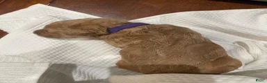 Goldendoodle 7
