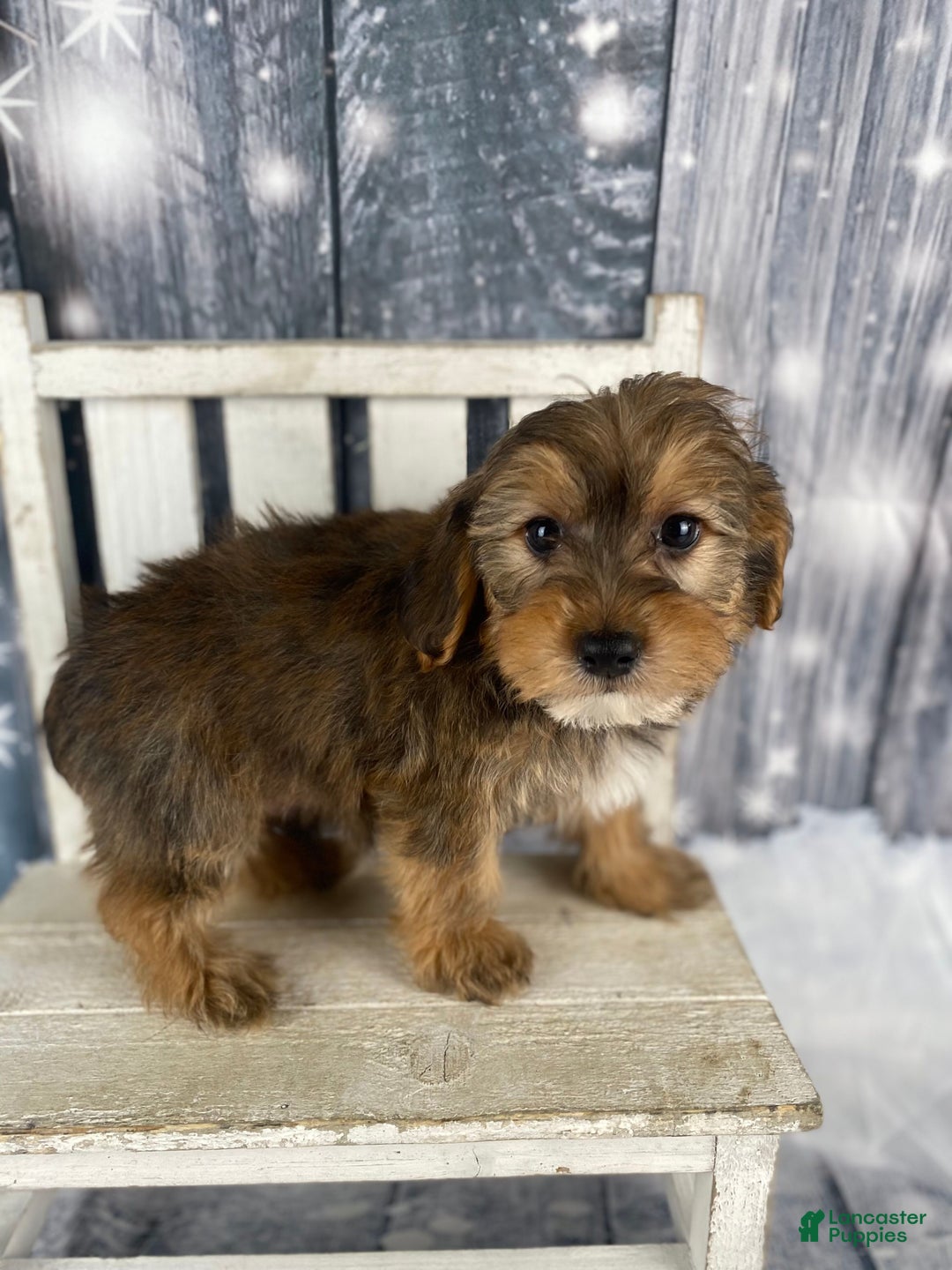 Yorkiepoo dogs for sale: Peanut - Ad 4