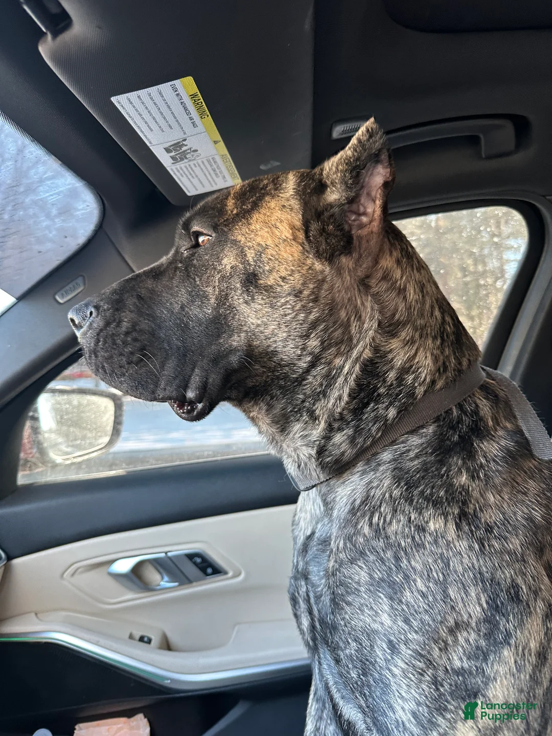 Presa Canario dogs for sale: Presa Canario Puppy 1 - Ad 1