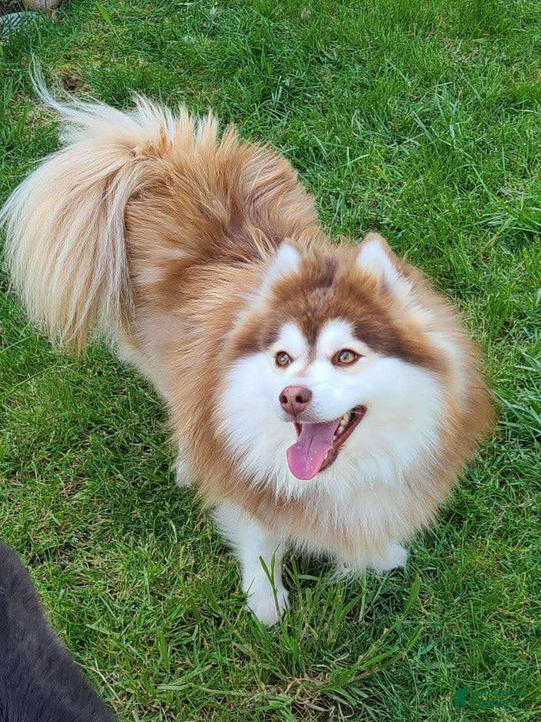 Pomsky dogs for stud: Groot - Ad 1