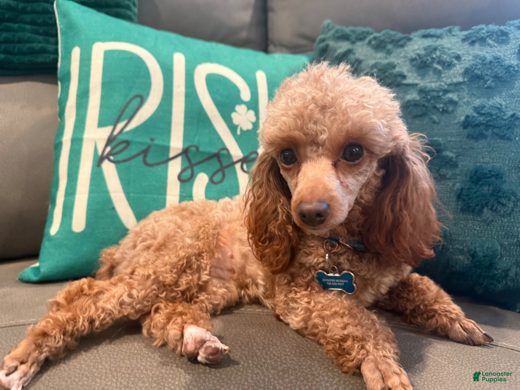 Maltipoo dogs for sale: Elsa - Ad 6