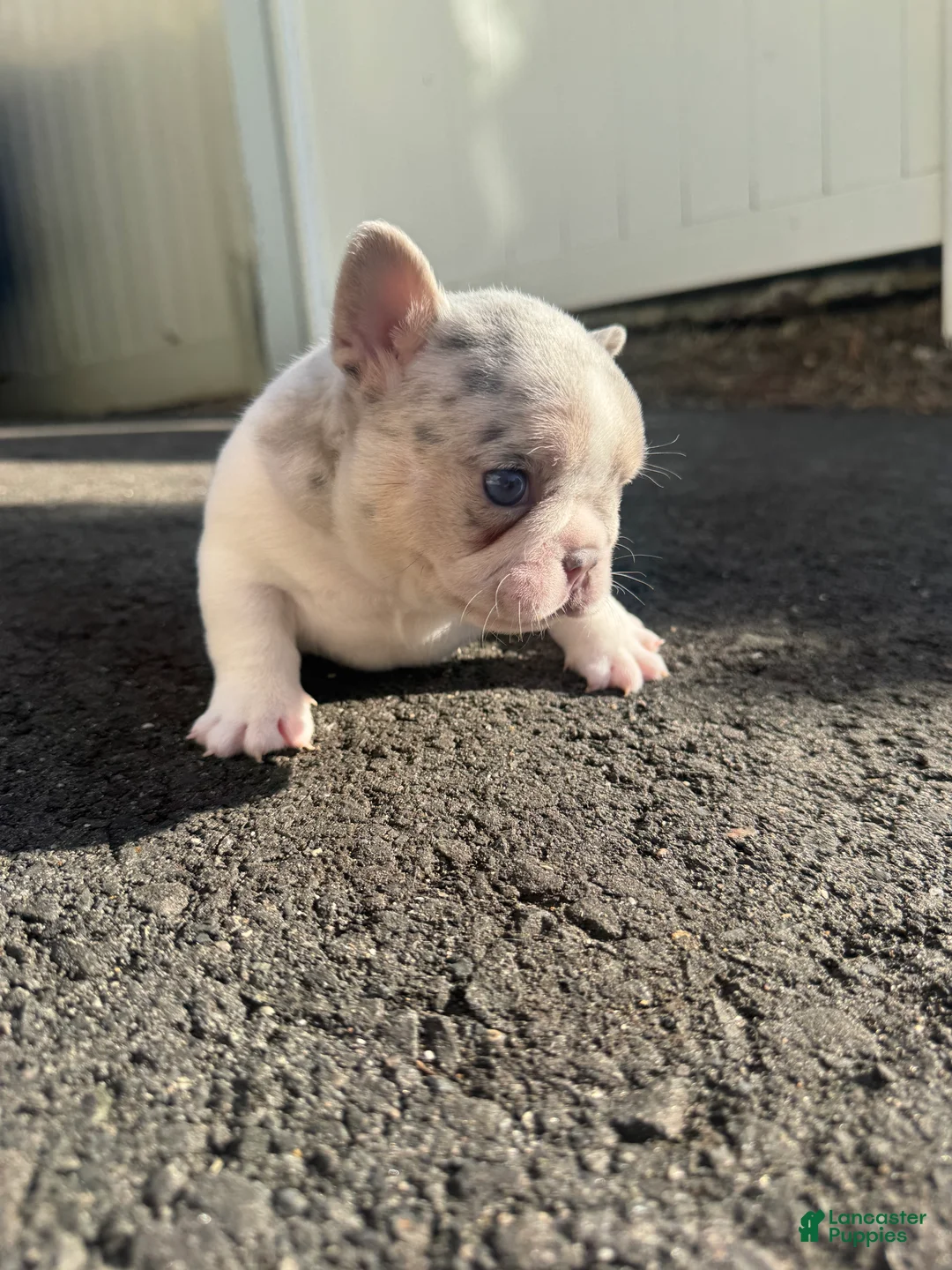 French Bulldog dogs for sale: Angel - Ad 2