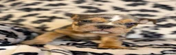 English Bulldog dogs for sale: Versace - Ad 93