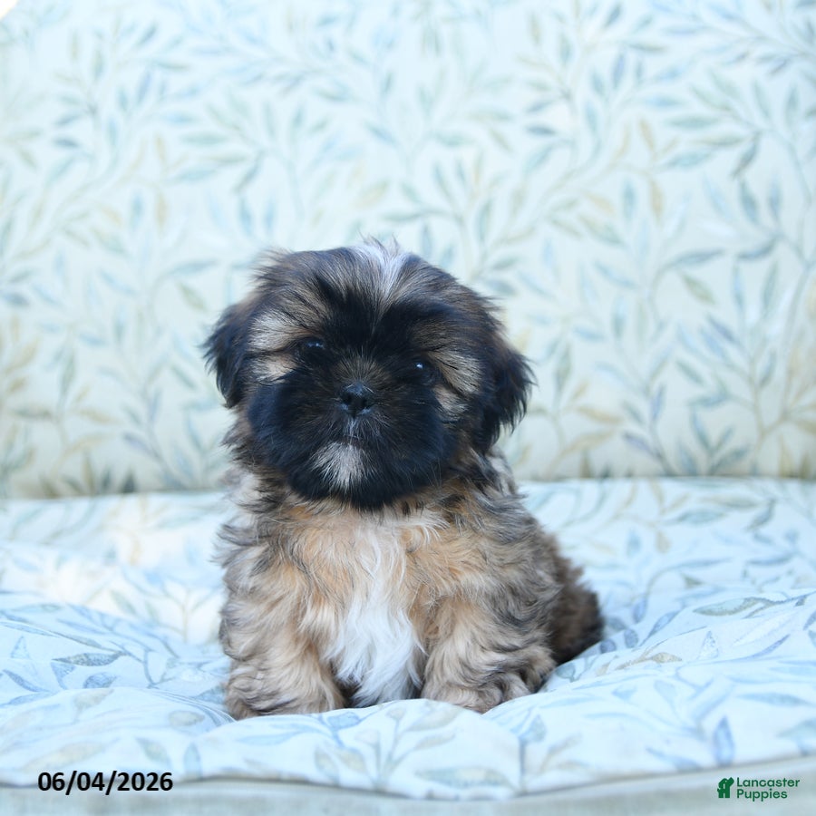 Shih Tzu dogs Sweetie - Ad 2