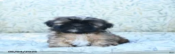 Shih Tzu dogs for sale: Sweetie - Ad 2