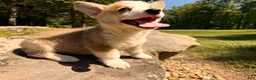 Welsh Corgi Pembroke dogs for sale: Floyd - Ad 9