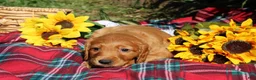 Mixed Breed dogs for sale: Daisy - Irish Goldendoodle  - Ad 3