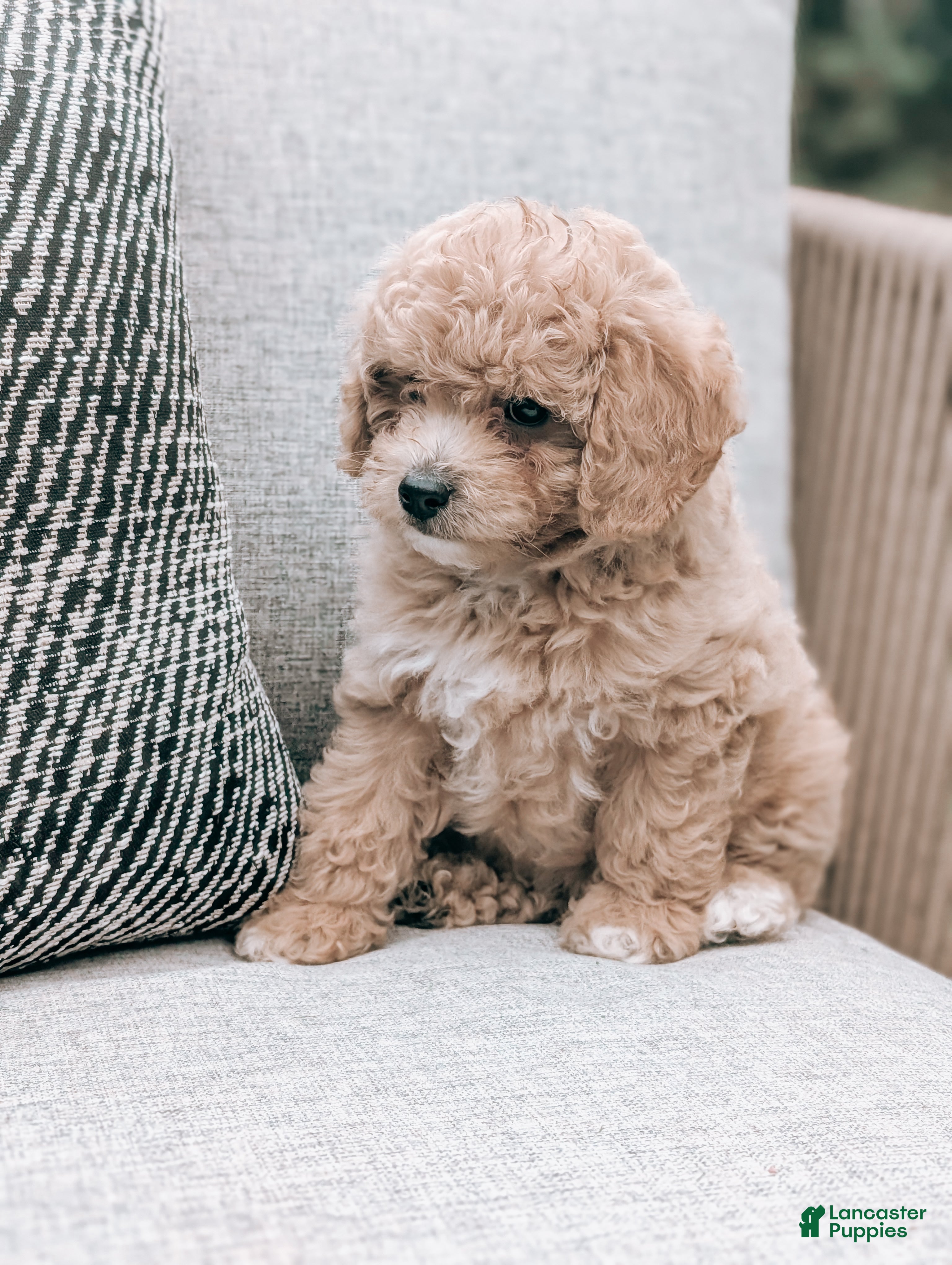 Bichpoo dogs Theo - Ad 2
