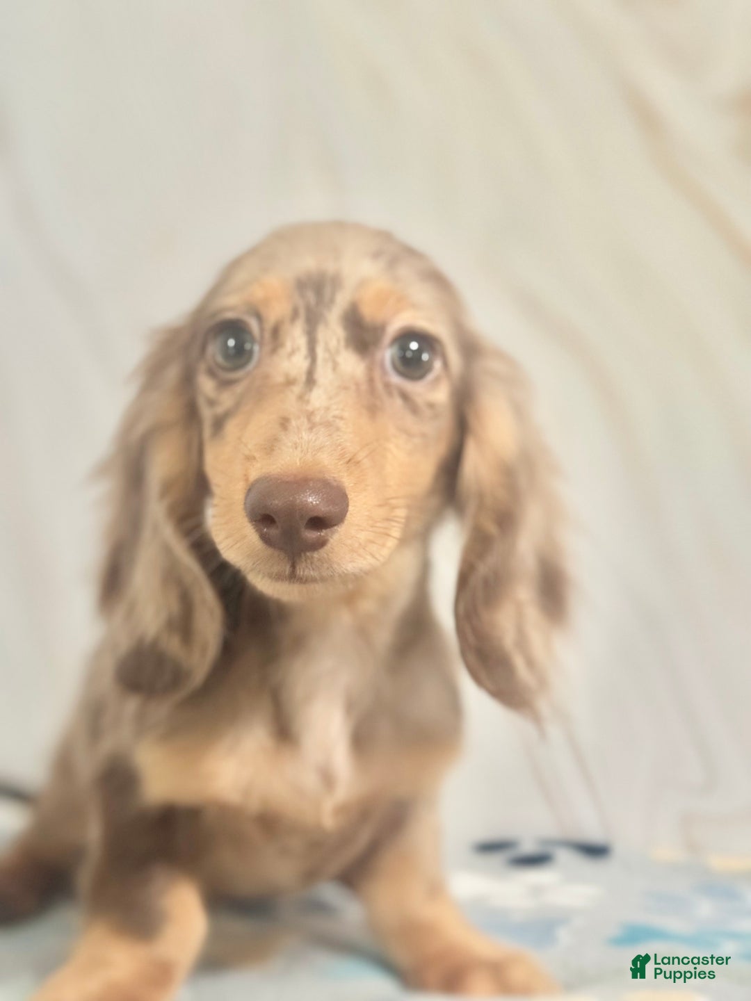 Miniature Dachshund dogs for sale: Miniature Dachshund dapple - Ad 3