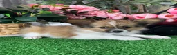 Papillon dogs for sale: Ranger  - Ad 5