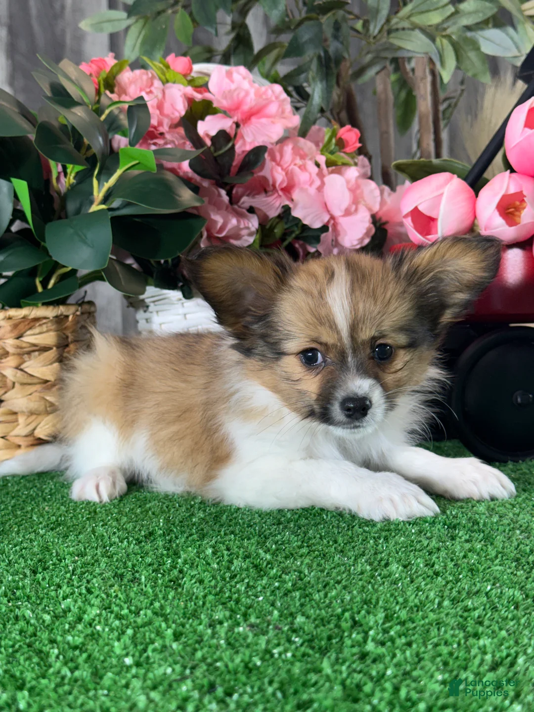 Papillon dogs for sale: Ranger  - Ad 5