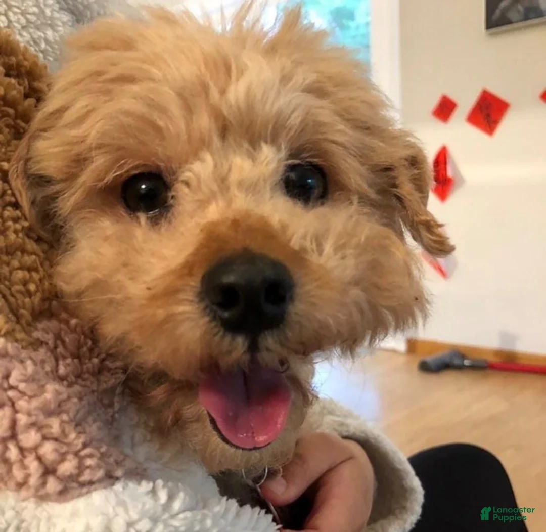 Toy Poodle dogs for sale: Toy Poodle 1 - Ad 3