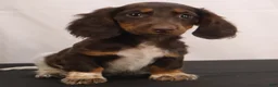 Dachshund dogs for sale: billy - Ad 7