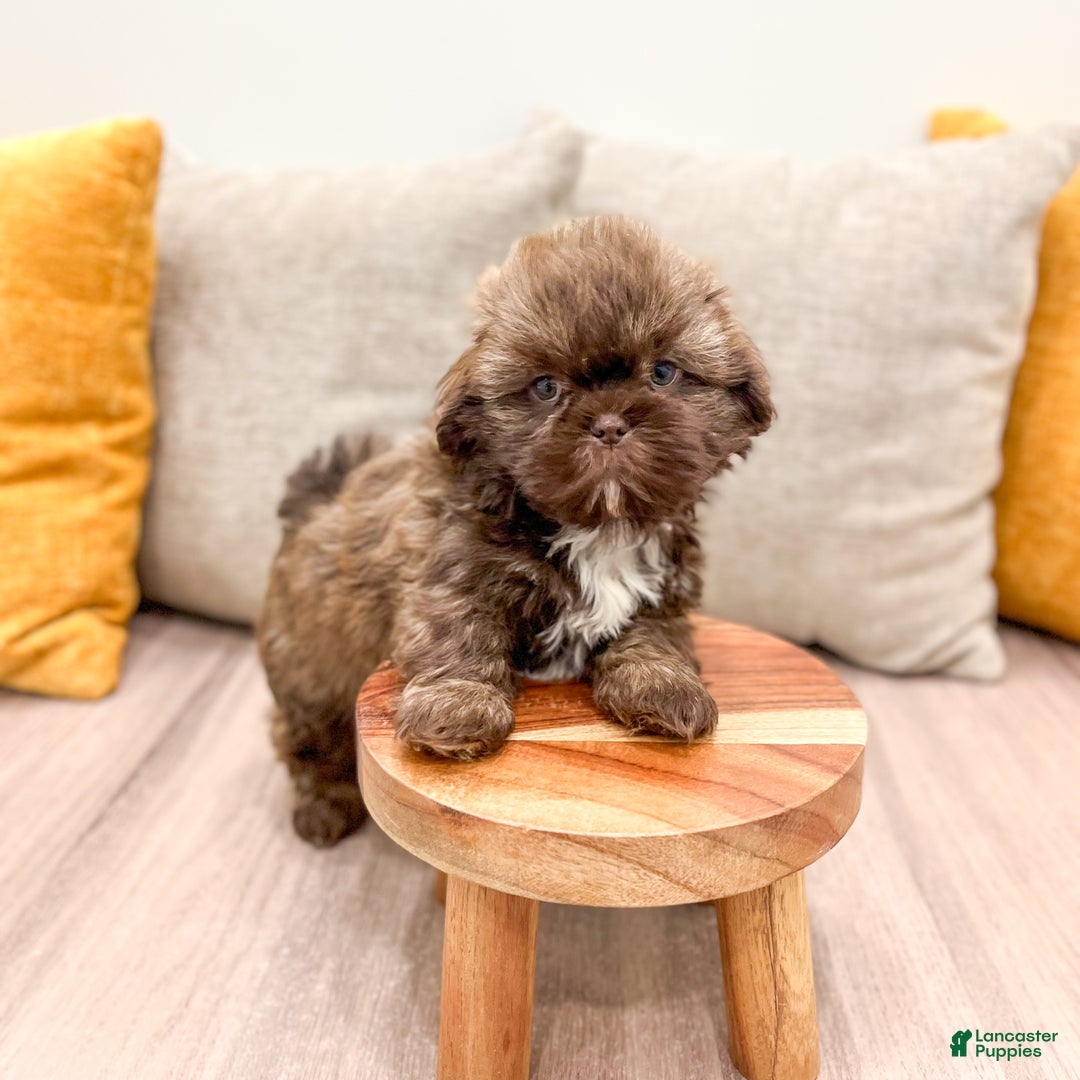Shih Tzu dogs for sale: Chief - Ad 8