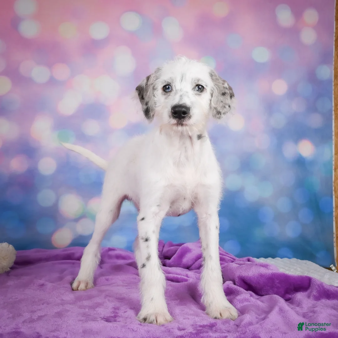 Mixed Breed dogs for sale: Rex - Ad 2