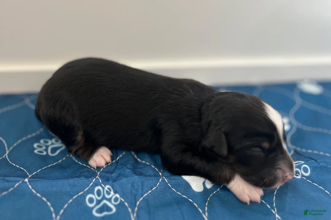 Miniature Australian Shepherd dogs for sale: Miniature Australian Shepherd 6 - Ad 2