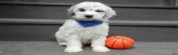 Sheepadoodle dogs for sale: Milo-MEDIUM - Ad 2