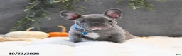 French Bulldog dogs for sale: Cruise  - Ad 4