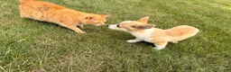 Welsh Corgi Pembroke dogs for sale: DEXER - Ad 9