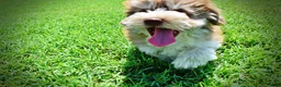 Havapoo dogs for sale: Domino - Ad 16