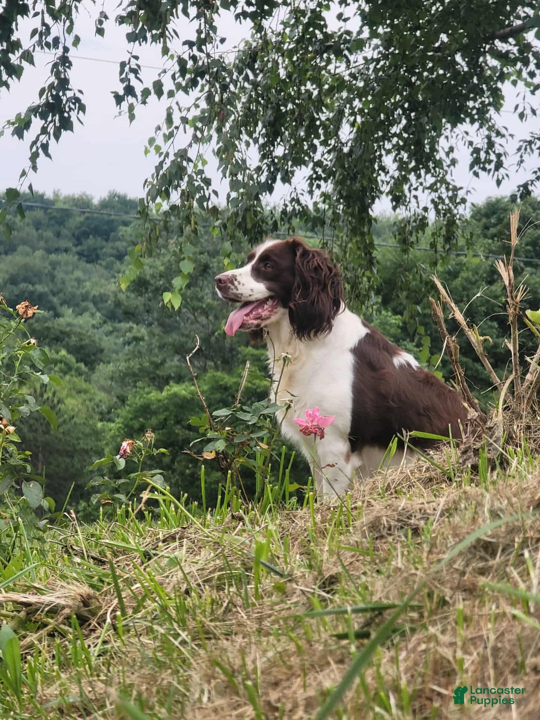 English Springer Spaniel dogs for sale: English Springer Spaniel dark green - Ad 2
