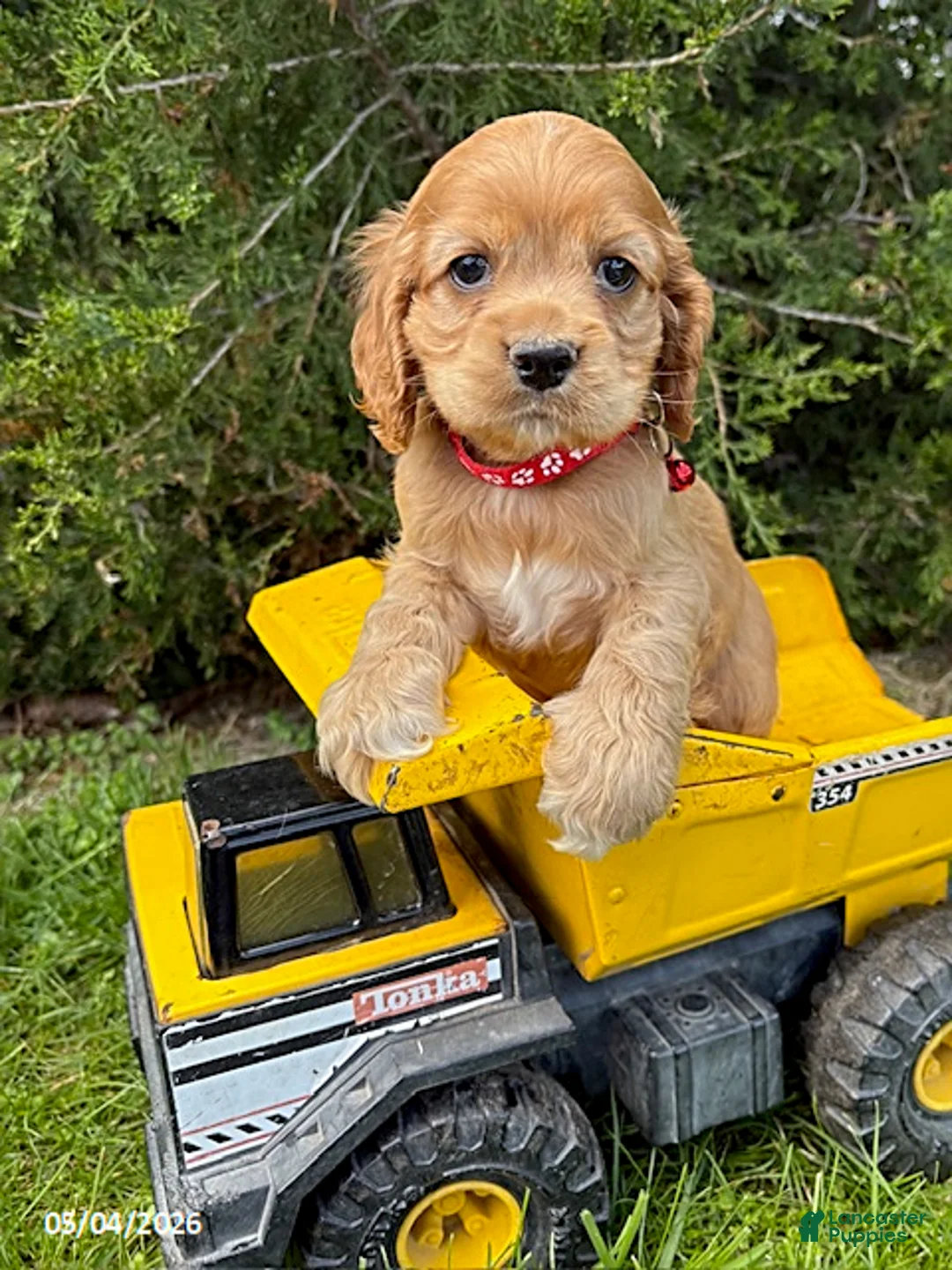 Cocker Spaniel dogs for sale: Jackson - Ad 1