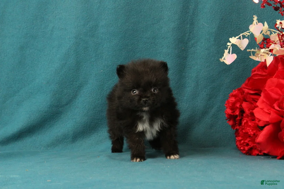 Pomeranian dogs for sale: Trinity - Ad 3