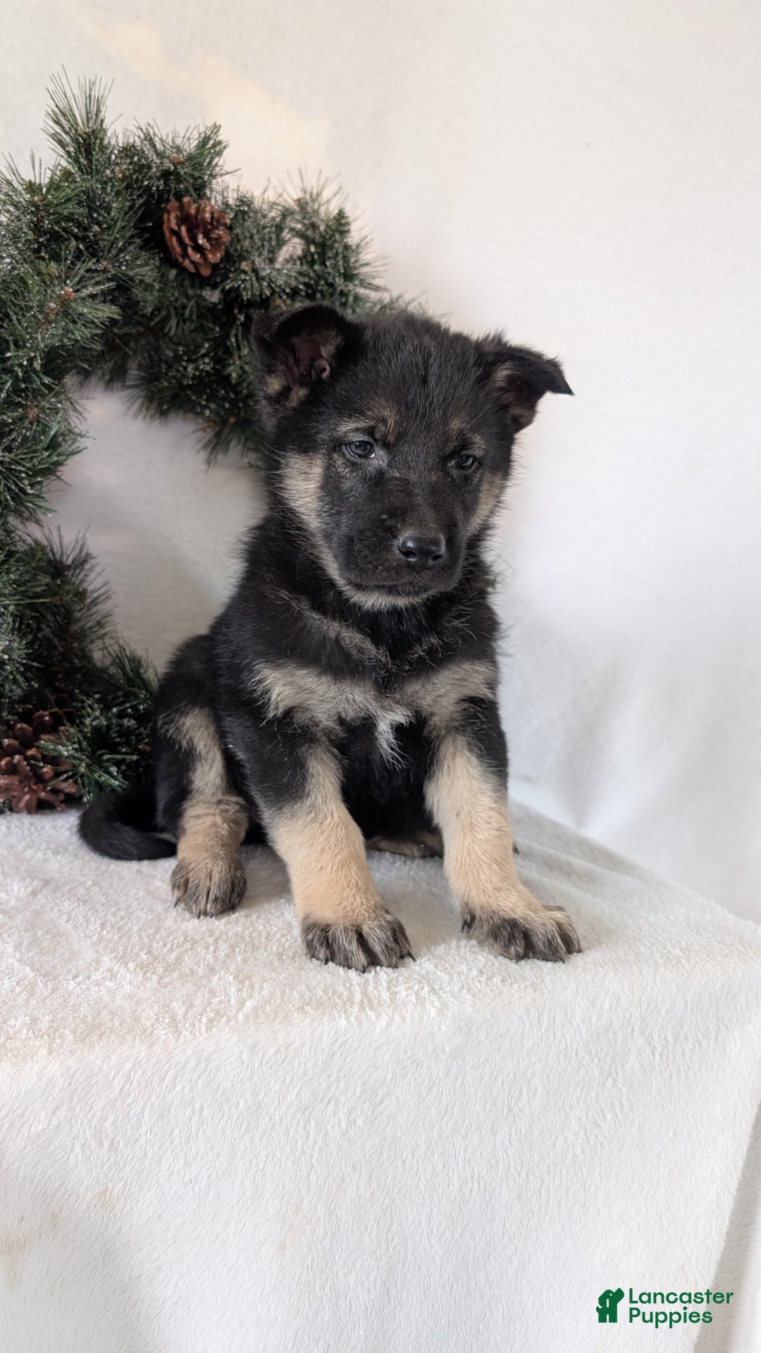 German Shepherd dogs for sale: Tommy  - Ad 4