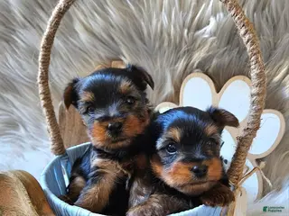 Yorkshire Terrier dogs for sale: Yorkshire Terrier Boy - Ad 3