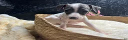 Italian Greyhound dogs for sale: Italian Greyhound 3 - Ad 9