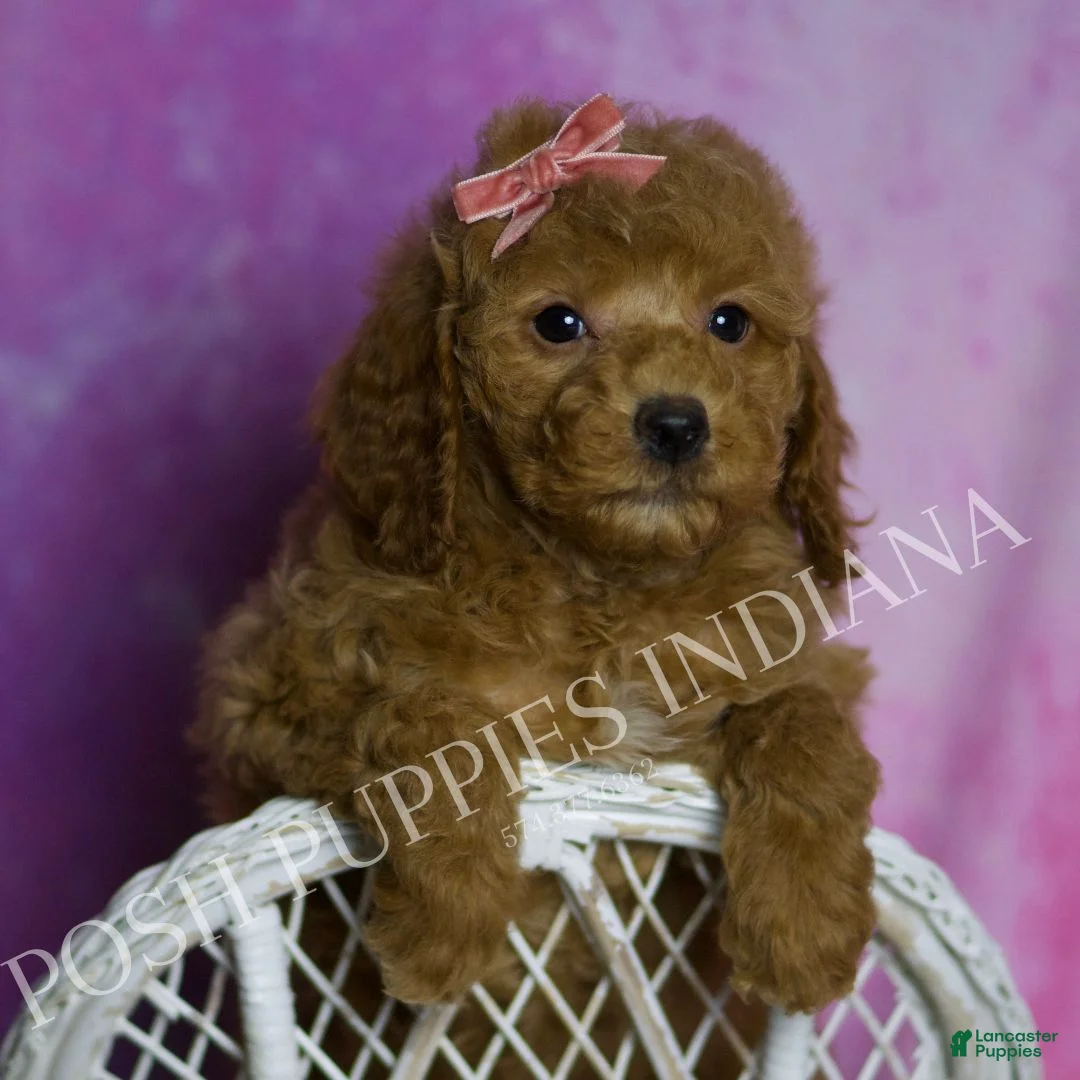 Mini Goldendoodle dogs for sale: Sadie - Ad 3