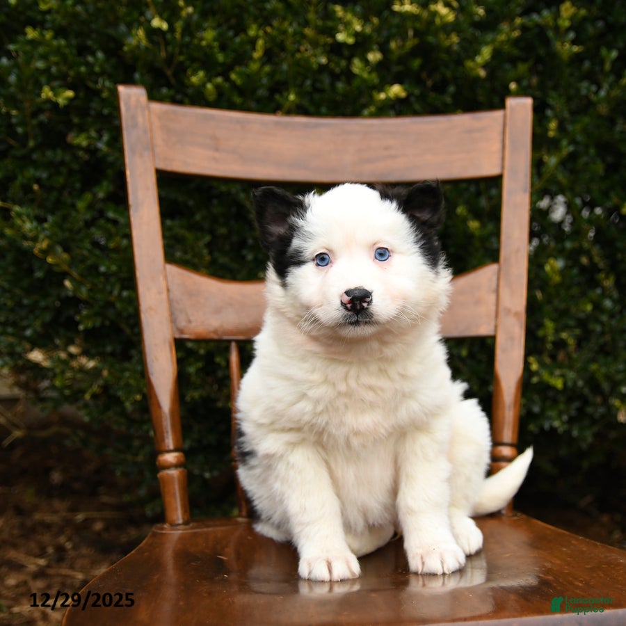 Mixed Breed dogs Oreo - Ad 41