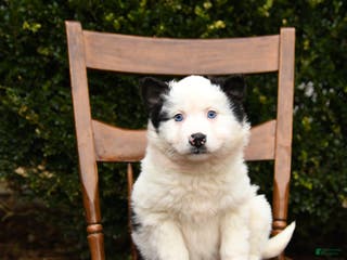 Mixed Breed dogs Oreo - Ad 39