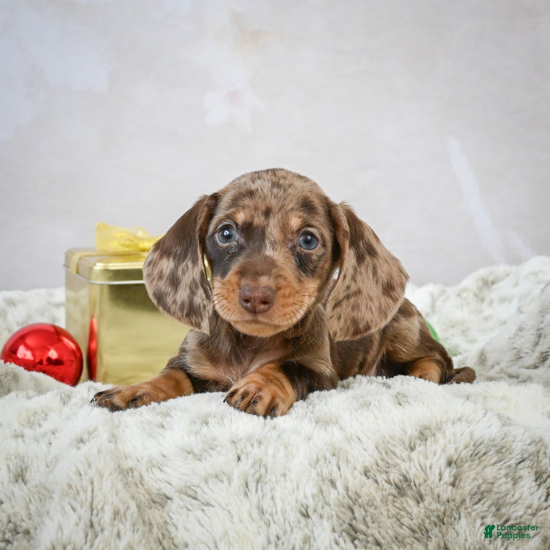 Miniature Dachshund dogs for sale: Miles - Ad 7