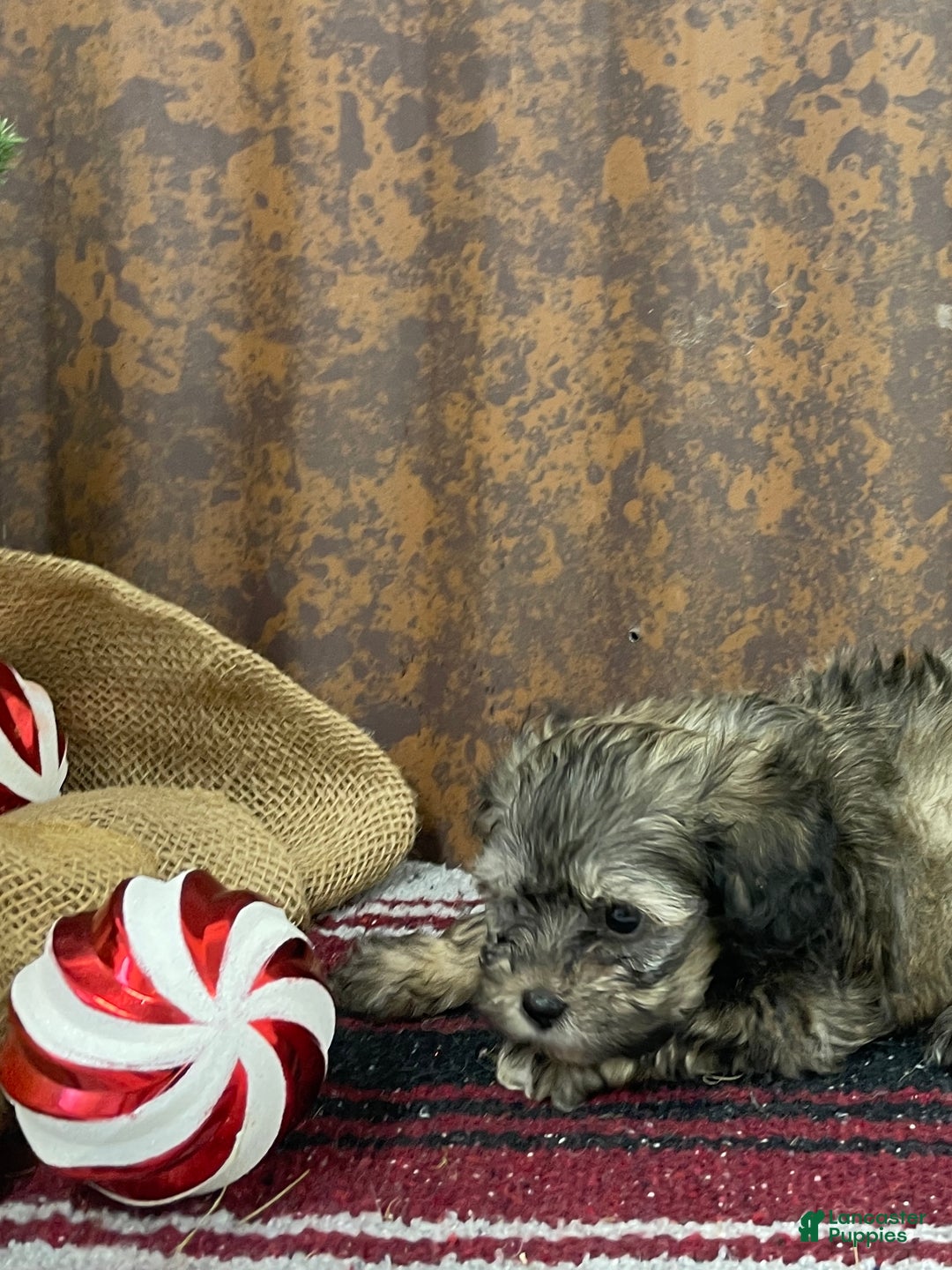 Shihpoo dogs for sale: Colter - Ad 11