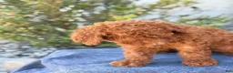 Goldendoodle dogs for sale: Avery - Ad 11