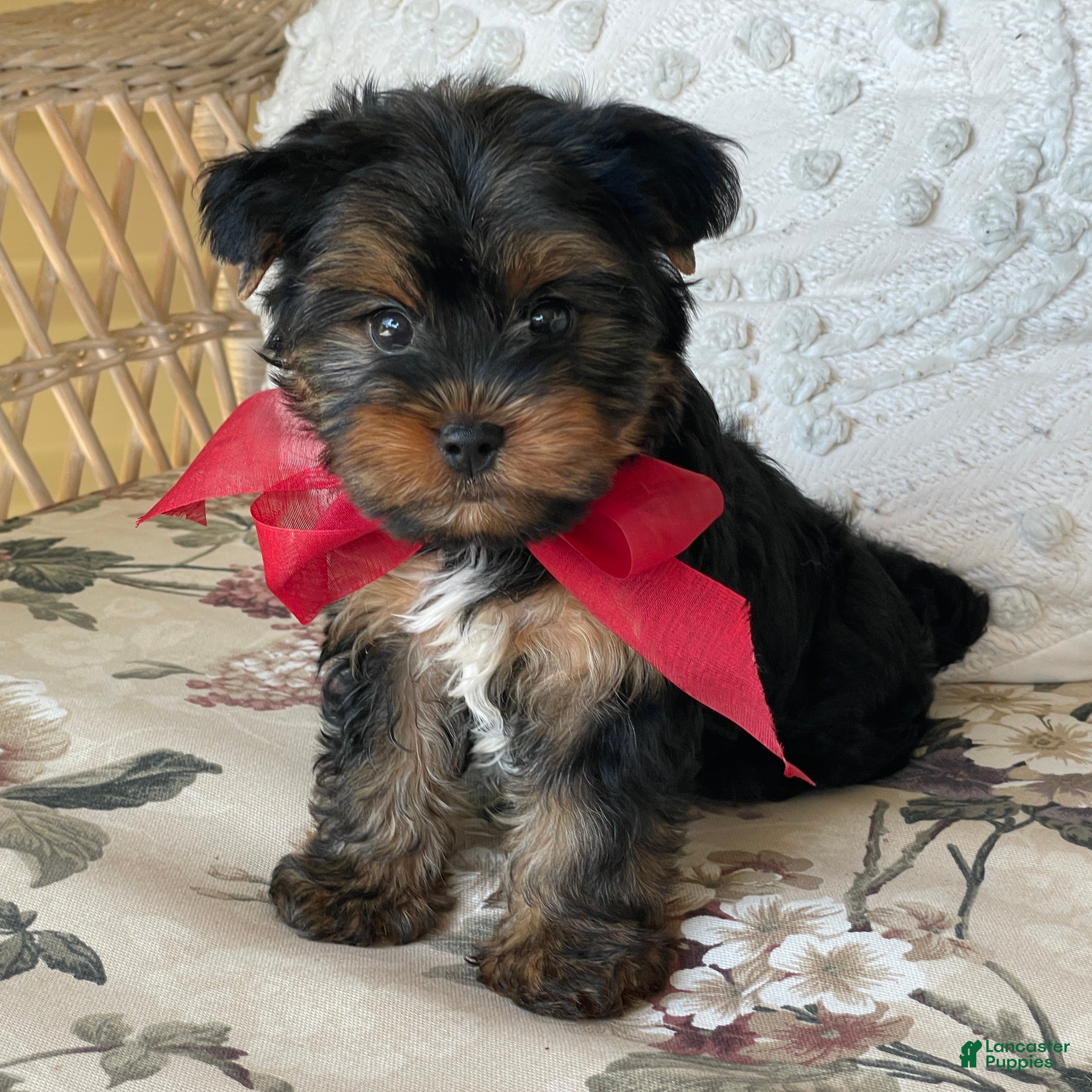 Yorkshire Terrier dogs  River - Ad 1