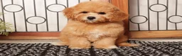 Cavapoo dogs for sale: Freya Red F1B Cavapoo  - Ad 4