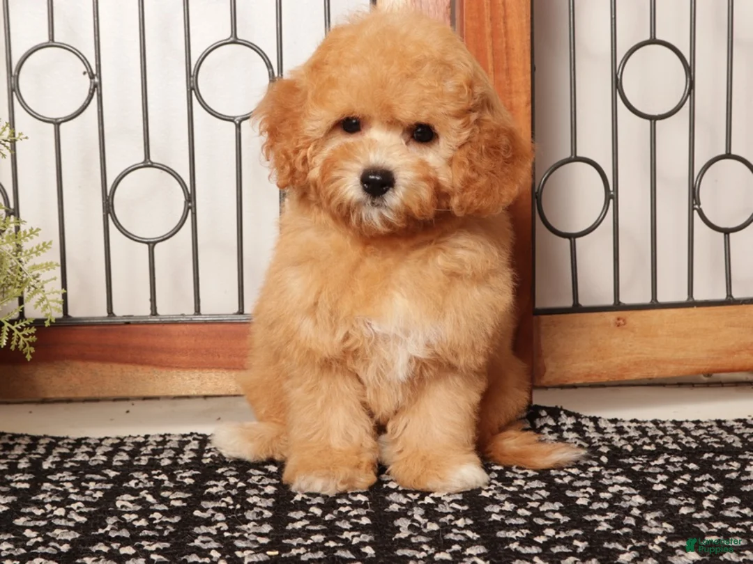 Cavapoo dogs for sale: Freya Red F1B Cavapoo  - Ad 4