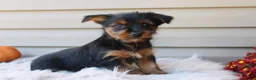 Yorkshire Terrier dogs for sale: Scotty - Ad 4