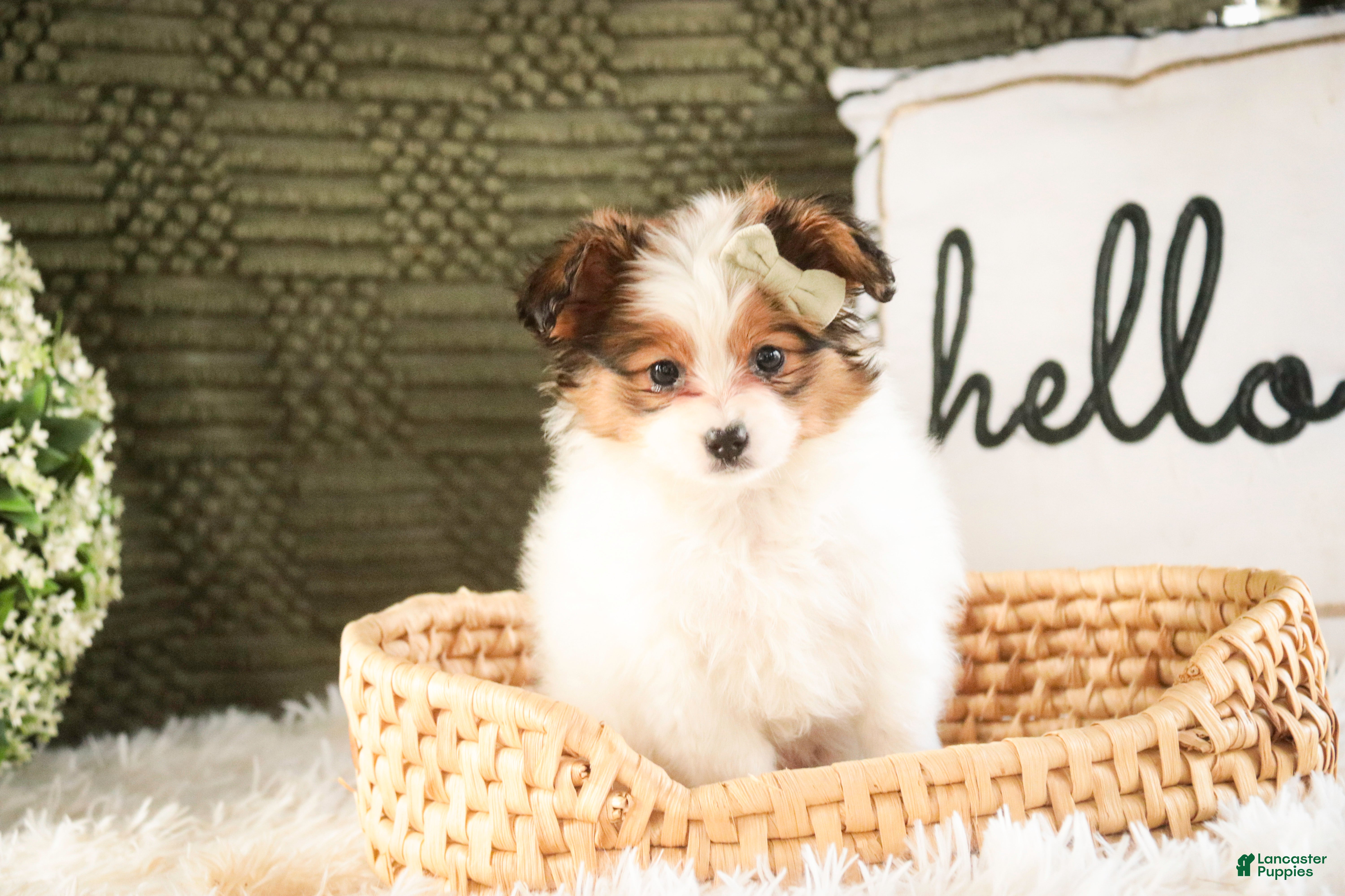 Papillon dogs Lottie - Ad 1