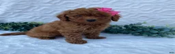 Miniature Poodle dogs for sale: Milly - Ad 4