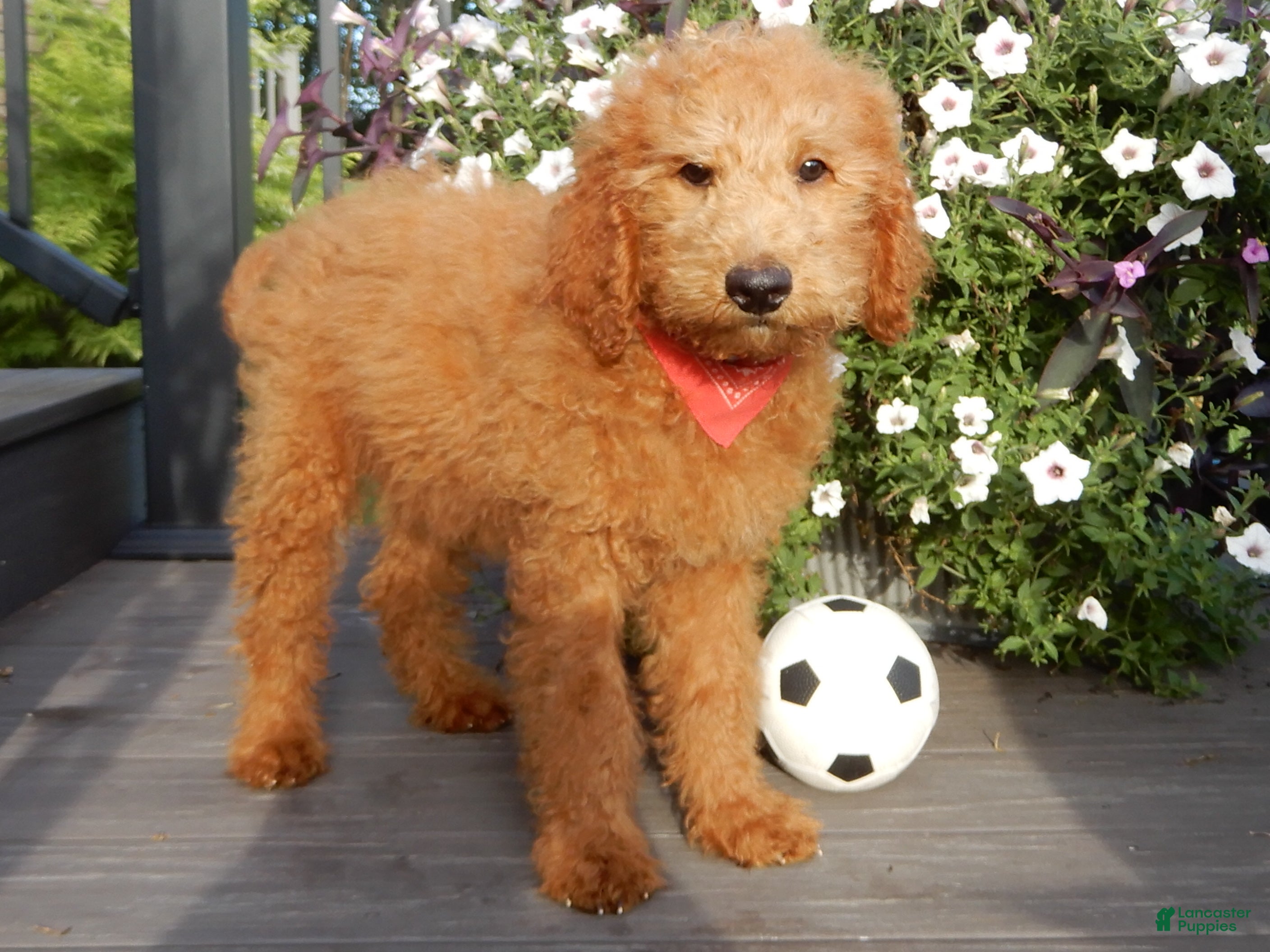 Mini Goldendoodle dogs Theo (medium) - Ad 2