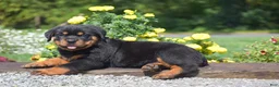 Rottweiler dogs for sale: Owen - Ad 5