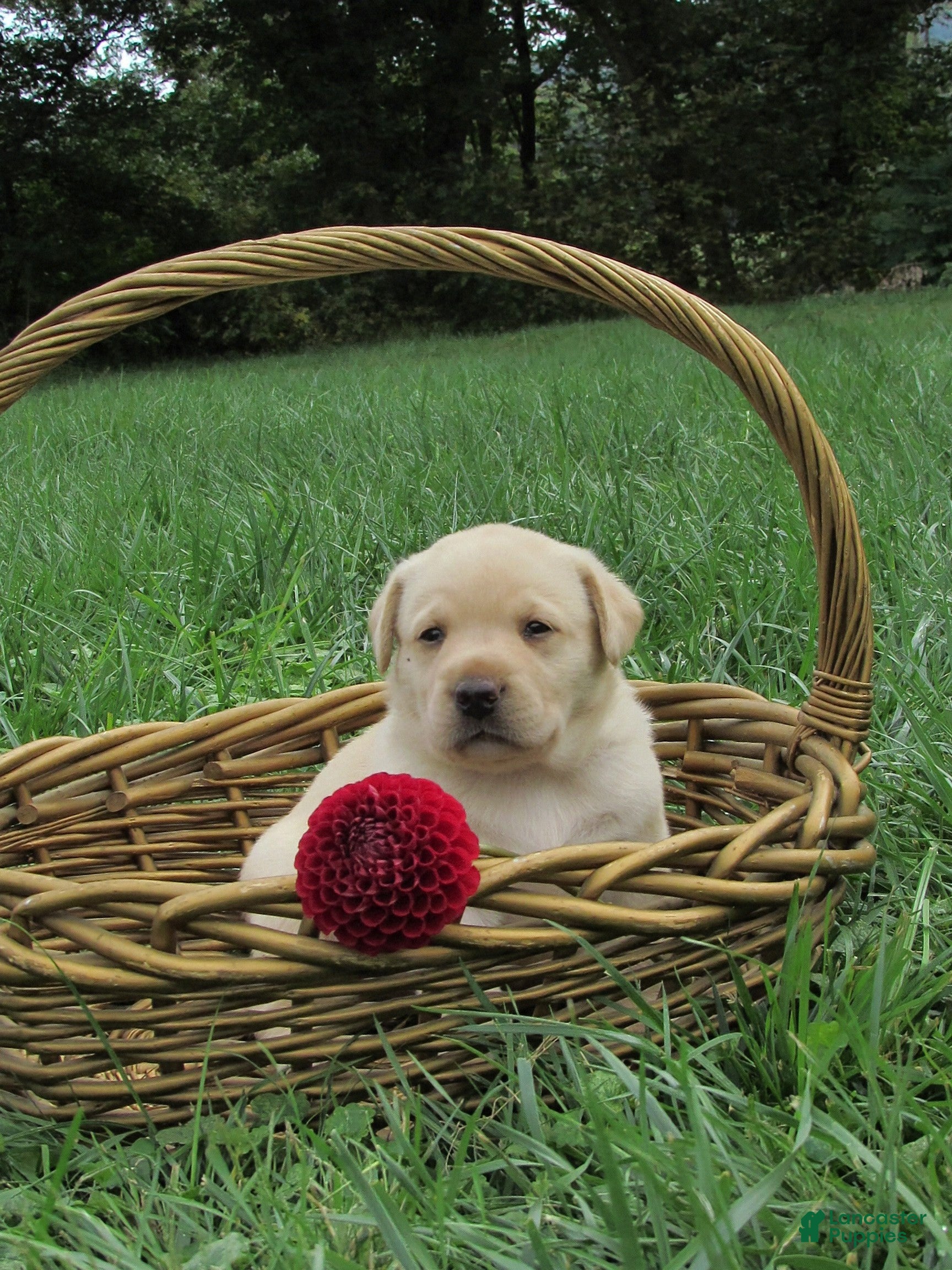 Labrador Retriever Puppies for sale in Maryland Lancaster Puppies