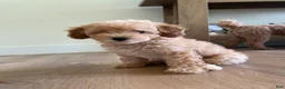 Toy Poodle dogs for sale: Goldie  - Ad 3