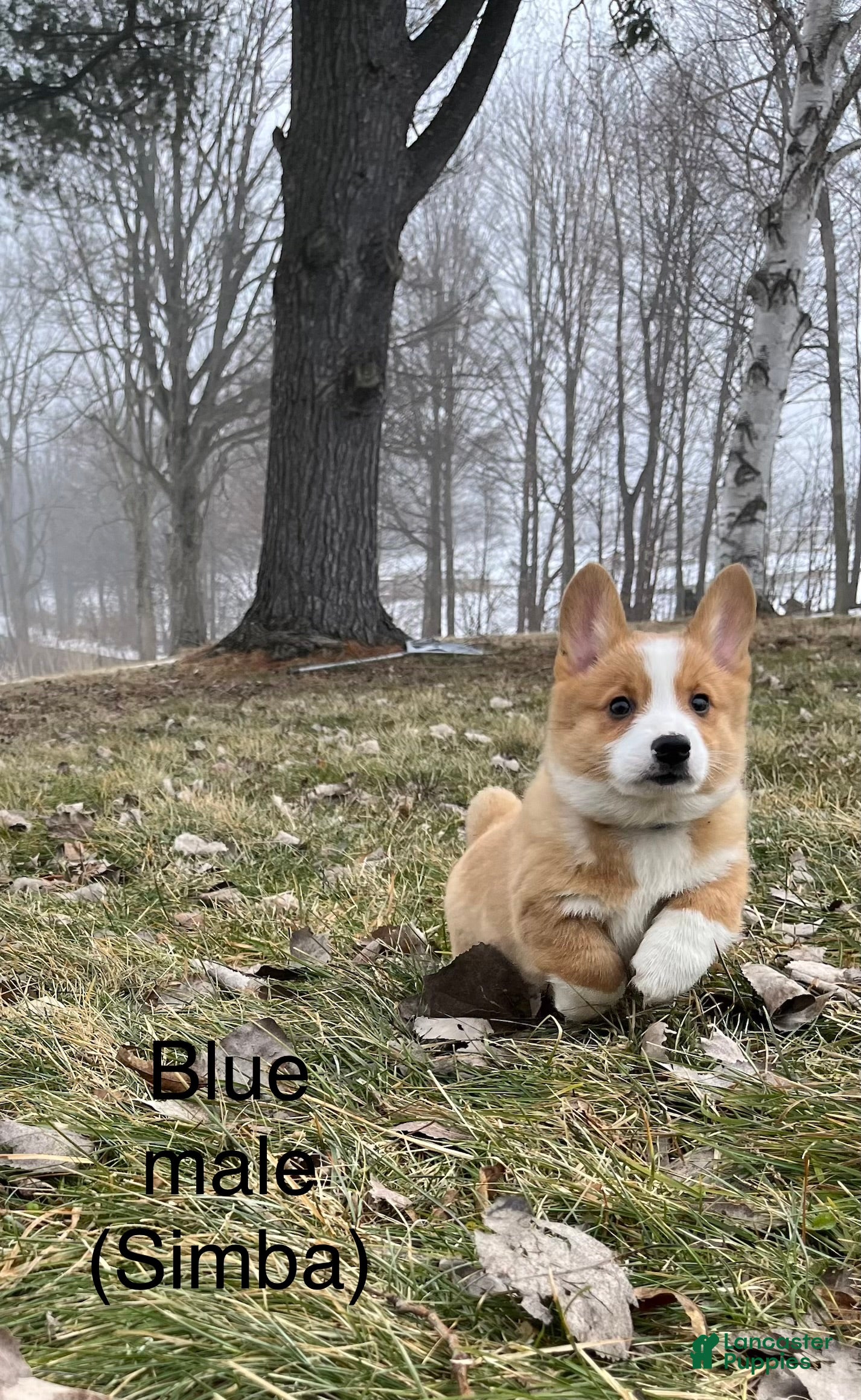 Welsh Corgi Pembroke dogs Welsh Corgi Pembroke Puppy 2 - Ad 1