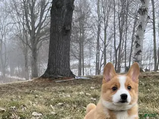 Welsh Corgi Pembroke dogs Welsh Corgi Pembroke Puppy 2 - Ad 1